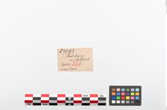 Etiketten zu Bronzezwiebelkopfnadel (NHMW-PRAE-024392)